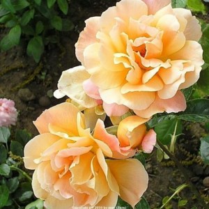 SOUTHAMPTON (floribunda)